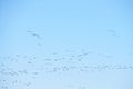 Geese migration. Flock of Canadian geese and mallard ducks flying in the sky. Royalty Free Stock Photo