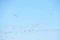 Geese migration. Flock of Canadian geese and mallard ducks flying in the sky.