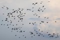 Geese migration, goose flock migrating on sky