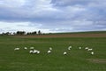 Geese in nature. Domestic geese graze in the meadow. Poultry walk on the grass. Domestic geese are walking on the grass. Rural bi