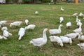 Geese in nature. Domestic geese graze in the meadow. Poultry walk on the grass. Domestic geese are walking on the grass. Rural bi