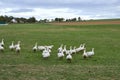 Geese in nature. Domestic geese graze in the meadow. Poultry walk on the grass. Domestic geese are walking on the grass. Rural bi