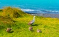 Geese near lake Pehoe, Torres del Paine National Park, Patagonia, Chile, South America. Copy space for text Royalty Free Stock Photo