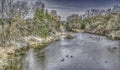 Geese in a northern river