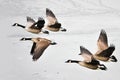 Geese Over Frozen Water