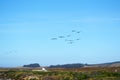 Geese over Pacific Coast Highway, nr San Simeon, California, USA Royalty Free Stock Photo