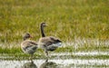 Geese Pair Royalty Free Stock Photo