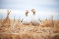 geese pair with necks crossed near a nest in field