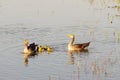 Geese parents with chicks