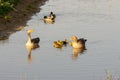 Geese parents with chicks