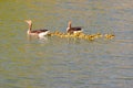 Geese parents with chicks