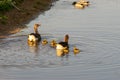 Geese parents with chicks