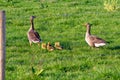 Geese parents with chicks