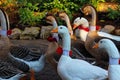 Geese with neckbands in park at Christmas season