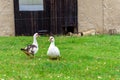 Geese on a pasture on a farm in the village