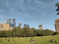 Geese In Hudson River Park, NYC, NY, USA Royalty Free Stock Photo