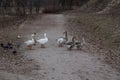 Geese and pigeons. Winter. Day. Kiev. Royalty Free Stock Photo
