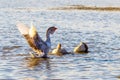 Geese on the pond. Goose on the water with wings up_ Royalty Free Stock Photo