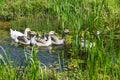 Geese in pond Royalty Free Stock Photo