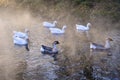 Geese By Pond At the Park on a misty morning Royalty Free Stock Photo