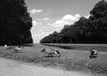 Geese on the pond shore near Schloss Benrath