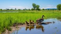 geese prairie pothole marsh