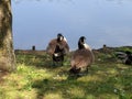 2 Geese preening in front of the lake at Bluewater Royalty Free Stock Photo