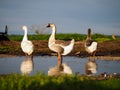 Geese in a puddle Royalty Free Stock Photo