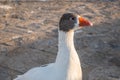 A geese with red beack