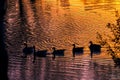 Geese on a Reflective Golden Pond with Ripples on the water