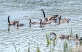 Geese relax in a beautiful Michigan lake