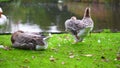 Geese relax on one leg and nip on a river