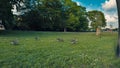 Geese resting in green gardens after migration and preparing to fly again Royalty Free Stock Photo