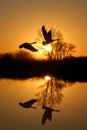 Geese and Riparian Reflection Royalty Free Stock Photo