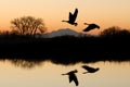 Geese and Riparian Reflection Royalty Free Stock Photo