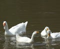 Geese in the river.