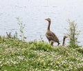 Geese on the river bank
