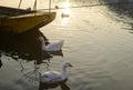 Geese, River and Boat