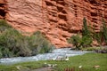 Geese at the river and strange rock formations