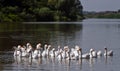 Geese on the river