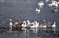 Geese in Romania Royalty Free Stock Photo