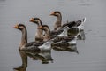 Geese in a row at Cane Creek Park