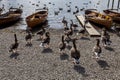 Geese and Rowing boats on shore of Derwent Water, Keswick. Royalty Free Stock Photo