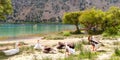 Geese on the shore of lake Kournas. Crete. Greece