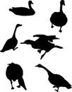 Geese Silhouettes