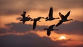 Geese silhouettes accentuated by the setting sun