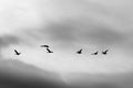 Geese silhouettes