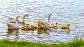 Geese with small goslings swim along the river near the shore