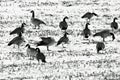 Geese in a snow covered field