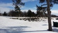 Geese & Snow in A Golf Course